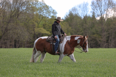HorseID: 2247444 Steve McQueen - PhotoID: 1045869