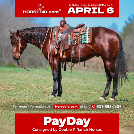 HorseID: 2247445 Gallo Lil Cockamamie - PhotoID: 1042257