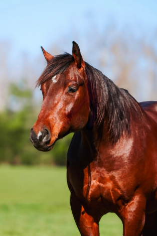 HorseID: 2247445 Gallo Lil Cockamamie - PhotoID: 1045871