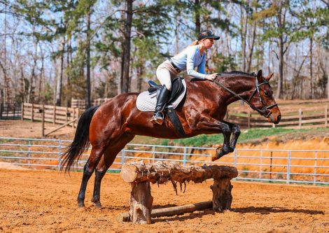 HorseID: 2247445 Gallo Lil Cockamamie - PhotoID: 1068830