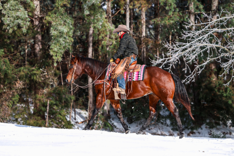 HorseID: 2247445 Gallo Lil Cockamamie - PhotoID: 1068831