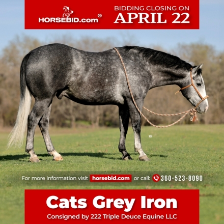 HorseID: 2247446 Cats Grey Iron - PhotoID: 1042233