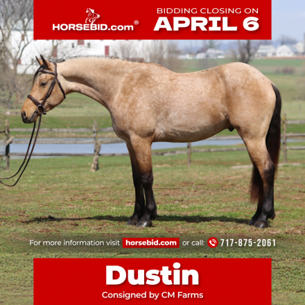HorseID: 2247446 Dustin - PhotoID: 1042233