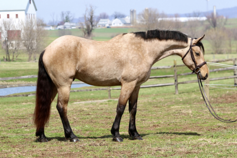 HorseID: 2247446 Dustin - PhotoID: 1042234