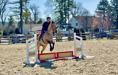 HorseID: 2247446 Dustin - PhotoID: 1042235