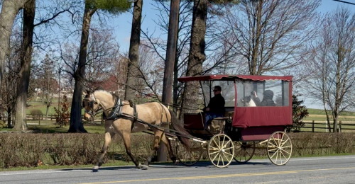 HorseID: 2247446 Dustin - PhotoID: 1042236