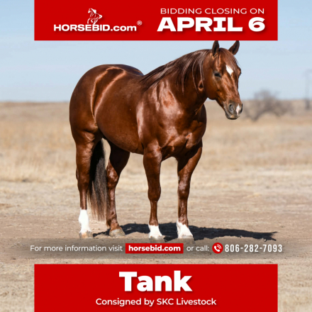 HorseID: 2247450 Super Star 017 - PhotoID: 1033506