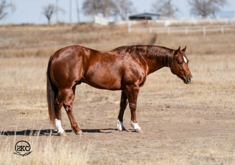 HorseID: 2247450 Super Star 017 - PhotoID: 1033507