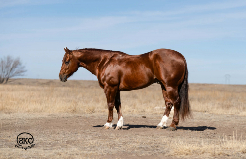 HorseID: 2247450 Super Star 017 - PhotoID: 1033508