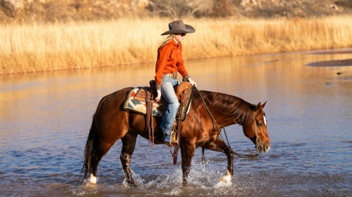 HorseID: 2247450 Super Star 017 - PhotoID: 1033509