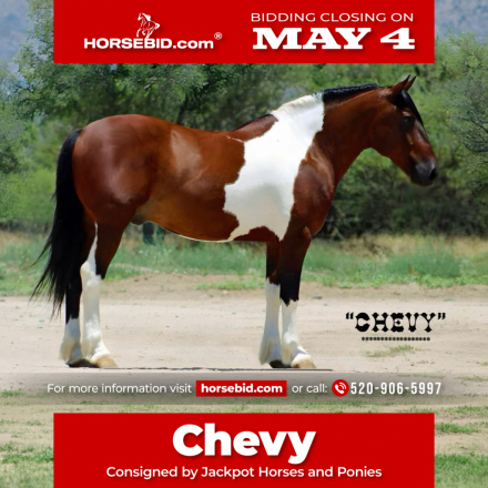 HorseID: 2247450 Chevy - PhotoID: 1033506