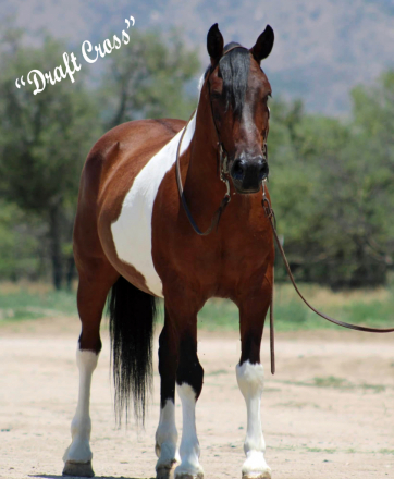 HorseID: 2247450 Chevy - PhotoID: 1033507