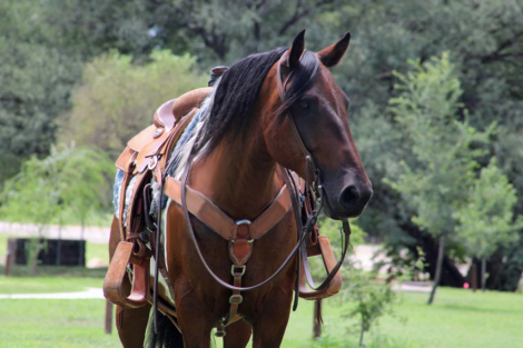 HorseID: 2247450 Chevy - PhotoID: 1033508