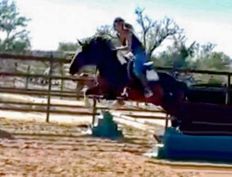HorseID: 2247450 Chevy - PhotoID: 1033509