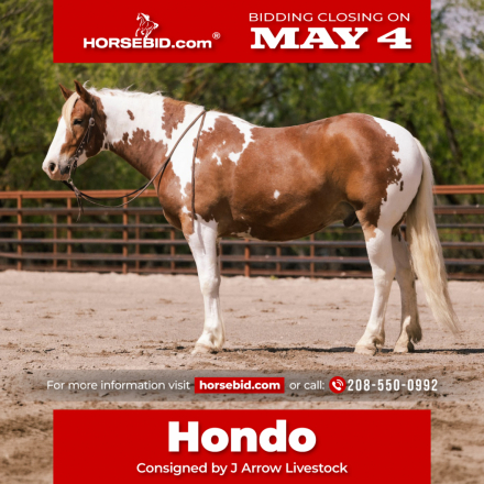 HorseID: 2247451 Hondo - PhotoID: 1033502