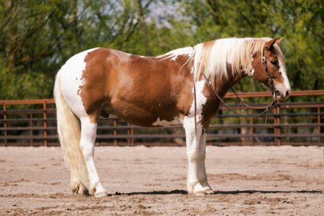 HorseID: 2247451 Hondo - PhotoID: 1045924