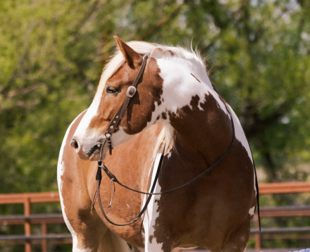 HorseID: 2247451 Hondo - PhotoID: 1045925