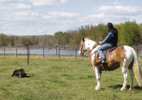HorseID: 2247451 Hondo - PhotoID: 1045926