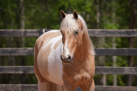HorseID: 2247452 Enzo - PhotoID: 1028001