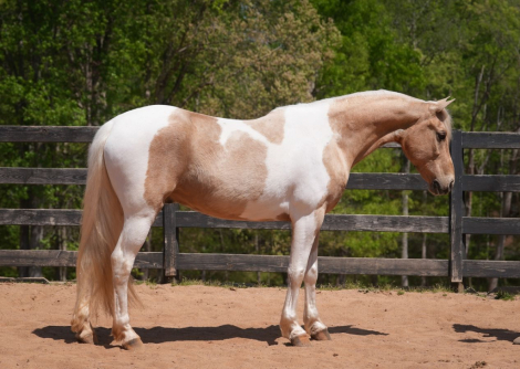 HorseID: 2247452 Enzo - PhotoID: 1028002
