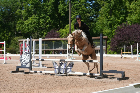 HorseID: 2247452 Enzo - PhotoID: 1050212