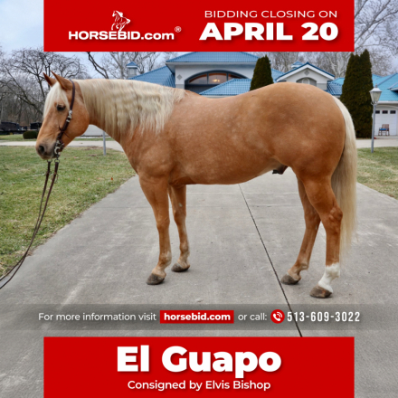 HorseID: 2247454 Mr Peppy Sandrift - PhotoID: 1036990