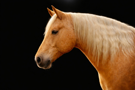 HorseID: 2247454 Mr Peppy Sandrift - PhotoID: 1089904