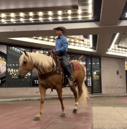 HorseID: 2247454 Mr Peppy Sandrift - PhotoID: 1089905