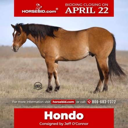 HorseID: 2247455 Blackburn MC Hondo - PhotoID: 1028035