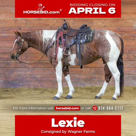 HorseID: 2247455 Lexie - PhotoID: 1028035