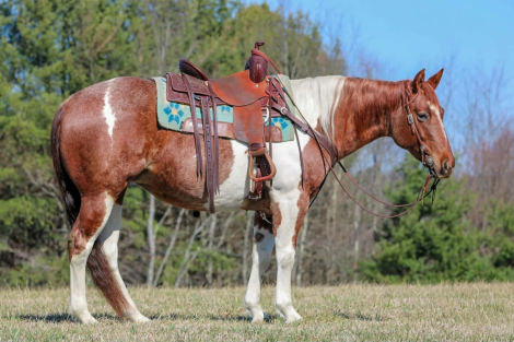 HorseID: 2247455 Lexie - PhotoID: 1045890