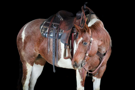 HorseID: 2247455 Lexie - PhotoID: 1045891