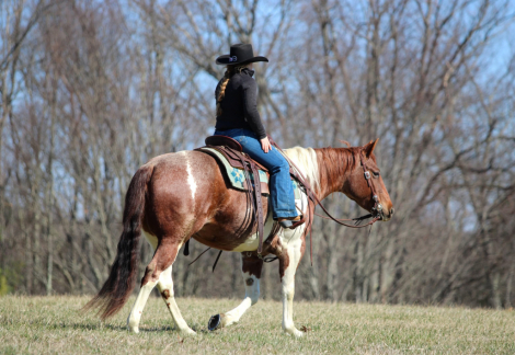 HorseID: 2247455 Lexie - PhotoID: 1045892