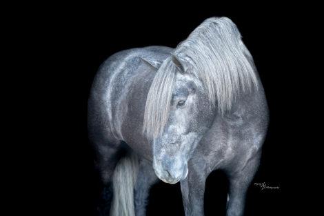 HorseID: 2247455 Keystone - PhotoID: 1045890