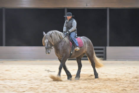 HorseID: 2247455 Keystone - PhotoID: 1045891