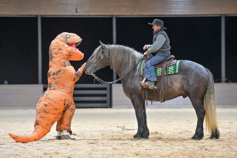 HorseID: 2247455 Keystone - PhotoID: 1045892