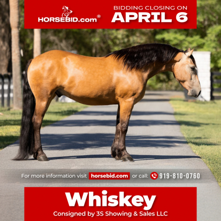 HorseID: 2247456 Whiskey - PhotoID: 1042249