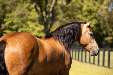 HorseID: 2247456 Whiskey - PhotoID: 1045881