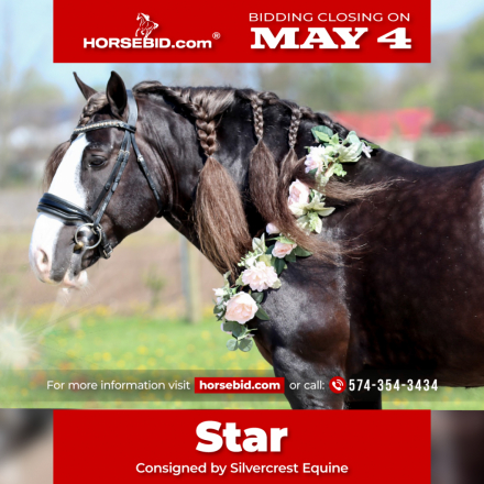 HorseID: 2247456 Vigorous Charm Star Struck - PhotoID: 1042249
