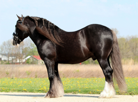HorseID: 2247456 Vigorous Charm Star Struck - PhotoID: 1045880