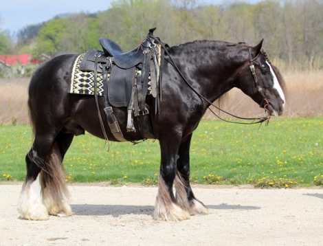 HorseID: 2247456 Vigorous Charm Star Struck - PhotoID: 1045881