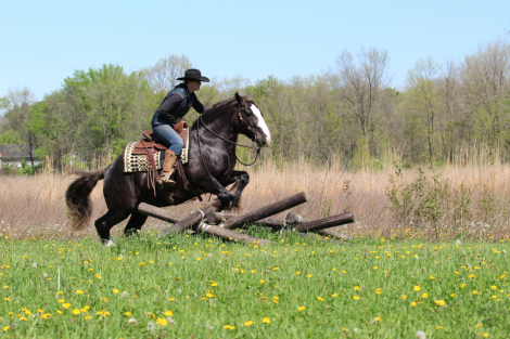 HorseID: 2247456 Vigorous Charm Star Struck - PhotoID: 1045882