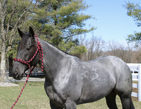 HorseID: 2247457 Rollin Rowdy N Blue - PhotoID: 1045874