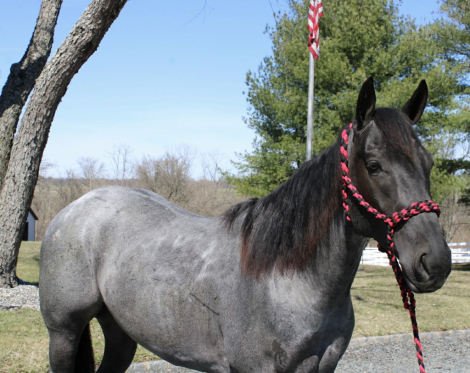 HorseID: 2247457 Rollin Rowdy N Blue - PhotoID: 1045875