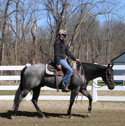 HorseID: 2247457 Rollin Rowdy N Blue - PhotoID: 1063944