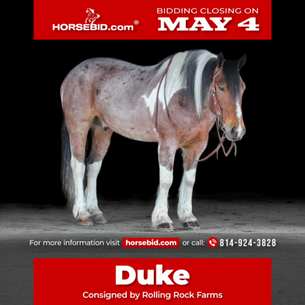 HorseID: 2247457 PRIDE MAKERS SMART LITTLE CAT - PhotoID: 1042237