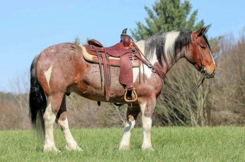 HorseID: 2247457 PRIDE MAKERS SMART LITTLE CAT - PhotoID: 1045874