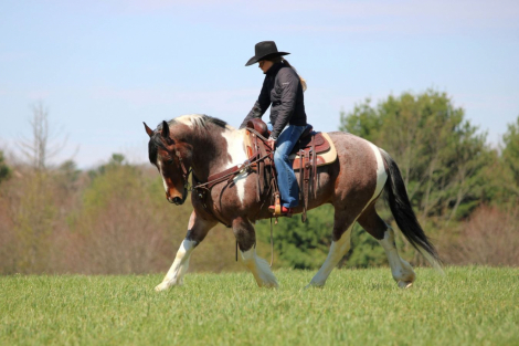 HorseID: 2247457 PRIDE MAKERS SMART LITTLE CAT - PhotoID: 1045875