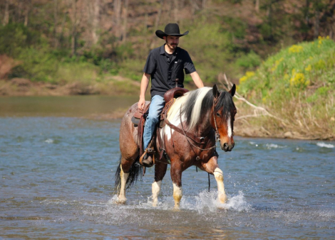 HorseID: 2247457 PRIDE MAKERS SMART LITTLE CAT - PhotoID: 1063944