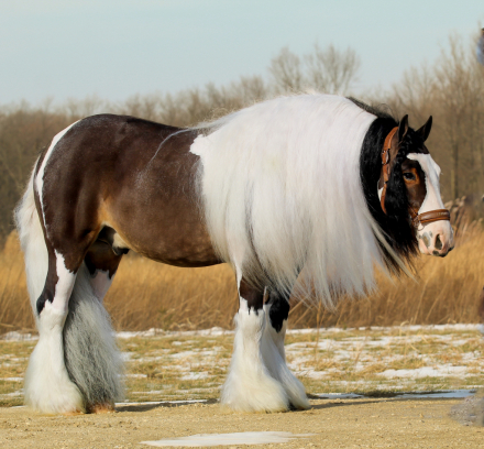 HorseID: 2249906 Triple R Ranch So Worth It - PhotoID: 1033499